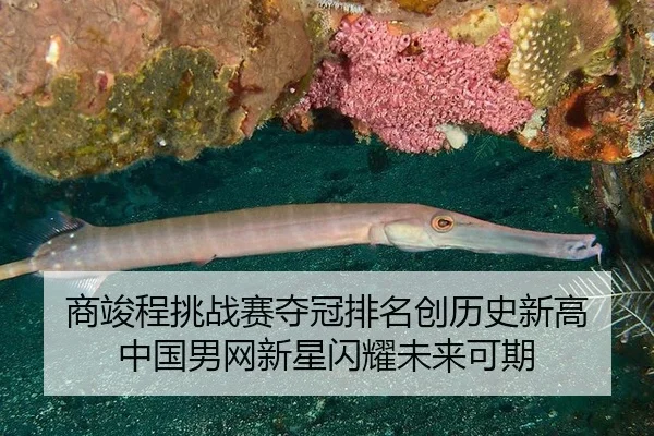 shang-jun-cheng-tiao-zhan-sai-duo-guan-pai-ming-chuang-li-shi-xin-gao-zhong-guo-nan-wang-xin-xing-shan-yao-wei-lai-ke-qi-3-982.jpg